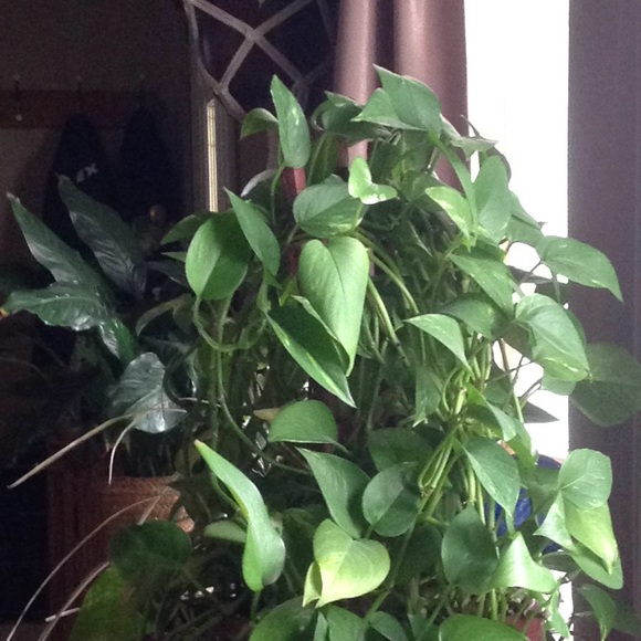 Meet your Posher, Lisa - Picture 1 of 1